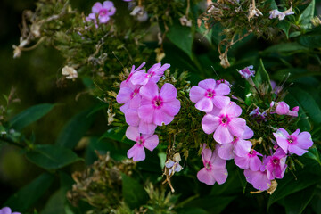 돌담 아래 화단에 핀 꽃