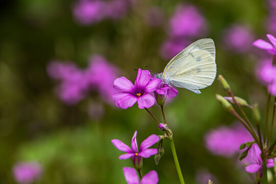 White-flowered butterflies