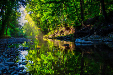 sun rays in green forest by the river
