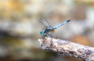 A Blue Dasher (Pachydiplax longipennis) Dragonfly Perched Near a Small Marsh in Colorado