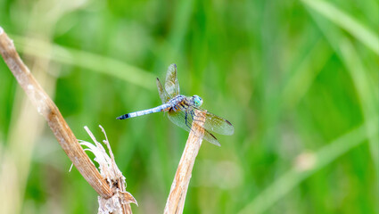 A Blue Dasher (Pachydiplax longipennis) Dragonfly Perched Near a Small Marsh in Colorado