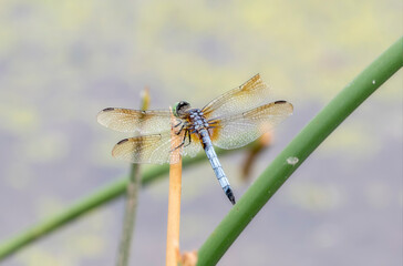 A Blue Dasher (Pachydiplax longipennis) Dragonfly Perched Near a Small Marsh in Colorado