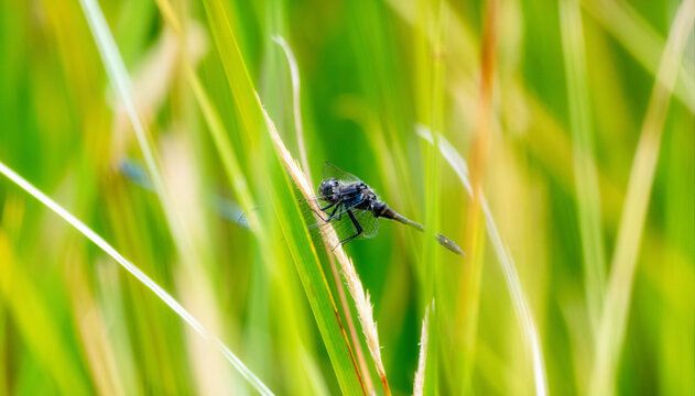 Danaë Bilder Durchsuchen 212 Archivfotos, und Videos