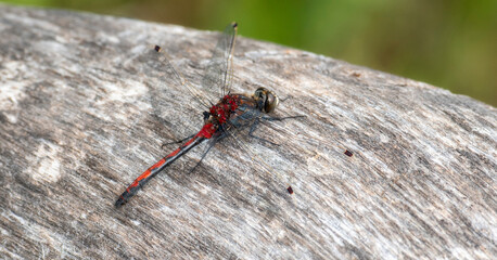 Boreal Whiteface Dragonfly (Leucorrhinia borealis) Perched on a Rock at a Lake in the Mountains of Colorado