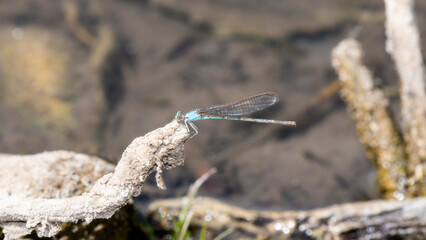 A Female Blue-fronted Dancer (Argia apicalis) Damselfly Perched on a Log Near Water in Colorado