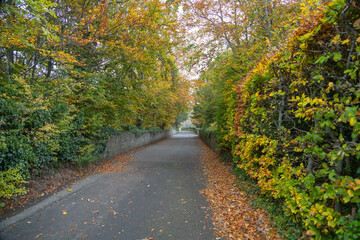 Obraz premium path in autumn park