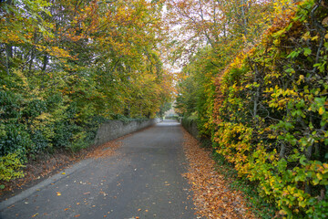 Fototapeta na wymiar path in autumn park