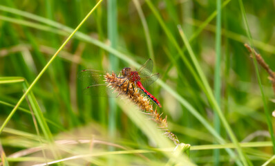 Adult Male Cherry-faced Meadowhawk (Sympetrum internum) Dragonfly Perched on Green Vegetation at a Marsh in Colorado