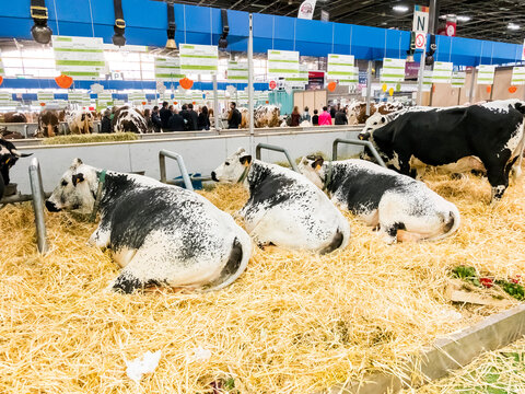 Vosgienne race cows sleeping at the international agriculture meeting at Paris
