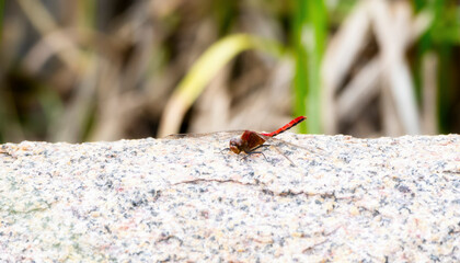 Cherry-faced Meadowhawk (Sympetrum internum) Dragonfly Perched on a Rock at a Marsh in Colorado