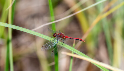Adult Male Cherry-faced Meadowhawk (Sympetrum internum) Dragonfly Perched on Green Vegetation at a Marsh in Colorado