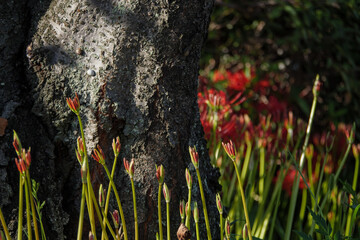 森に差す木漏れ日に照らされる彼岸花の蕾と木の幹
