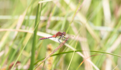 Adult Male Cherry-faced Meadowhawk (Sympetrum internum) Dragonfly Perched on Green Vegetation at a Marsh in Colorado