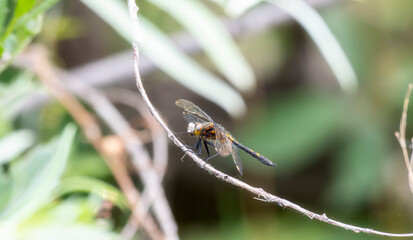 A Black and Orange Adult Male Dot-tailed Whiteface (Leucorrhinia intacta) Dragonfly Perched on a...