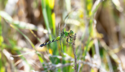 An Adult Female Eastern Pondhawk (Erythemis simplicicollis) Perched on a Stick in Eastern Colorado