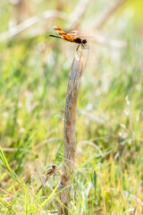 A Halloween Pennant (Celithemis eponina) and Variegated Meadowhawk (Sympetrum corruptum) Dragonflies Perched Together on a Dead Wood Stump in Eastern Colorado