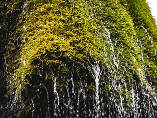 green moss on the rocks