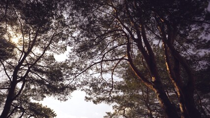 Old tall pines pinery sway in the wind against the sky. Tree trunks swaying, hissing branches. In autumn, spring in sunny weather
