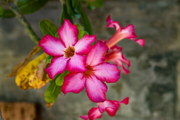 Adenium obesum. Blooming pink desert rose. Japanese frangipani flower. Flowers blossom. Nature background. Close up. Bali, Indonesia