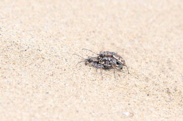 Oblique-lined Tiger Beetles (Cicindela tranquebarica) Copulating on a Sandy Lake Bed in Colorado