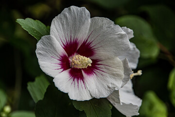 Hibiscus syriacus