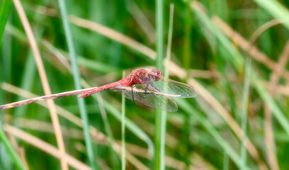 An Adult Male Red-veined Meadowhawk (Sympetrum madidum) Perched on A Stick at a Marsh in Colorado