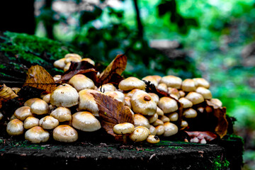 mushrooms in the woods