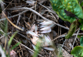 A Winged Termite Swarm (Reticulitermes species) Emerging From the Ground in Colorado