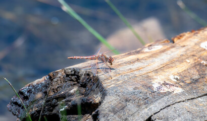 Variegated Meadowhawk (Sympetrum corruptum) Dragonfly Perched on a Dead Tree Stump at a Pond in the Mountains of Colorado