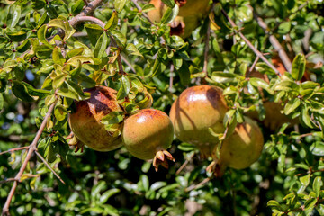 Pomegranate fruit on the tree in the garden on the summer afternoon