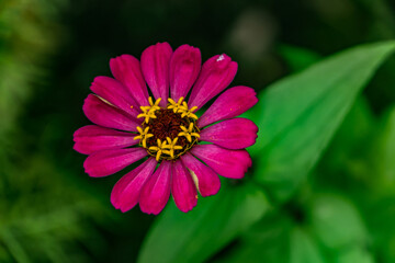 Obraz premium Zinnia in bloom in the suburbs of Japan