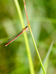 A Adult Female Western Red Damsel (Amphiagrion abbreviatum) Damselfly Perched on Green Vegetation by a Slow Moving Stream in Colorado