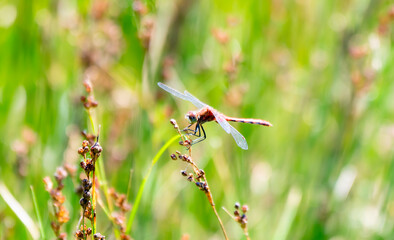 An Adult Male White-faced Meadowhawk (Sympetrum obtrusum) Dragonfly Perched on Green Vegetation at a Marsh in Colorado