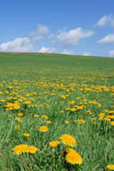 草原とタンポポ