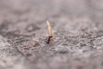 ant carrying food