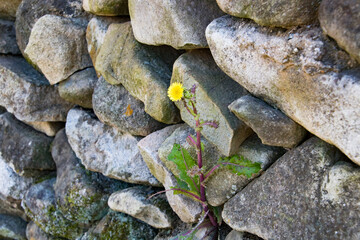 돌담 아래 화단에 핀 꽃