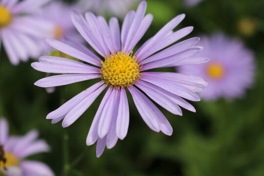 友禅菊 の画像 66 件の Stock 写真 ベクターおよびビデオ Adobe Stock