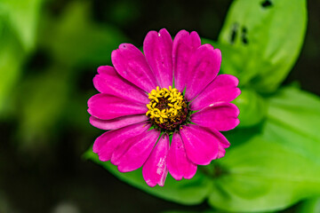Obraz premium Zinnia in bloom in the suburbs of Japan