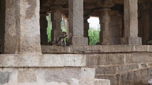 Langur monkeys among the ruins of the ancient city of Vijayanagar in Hampi, Karnataka.
