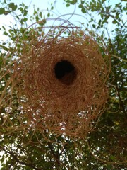 nest on tree