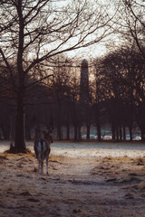 Deer in the phoenix park