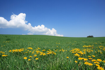 草原とタンポポ