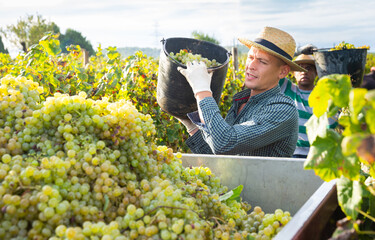Naklejka na ściany i meble Confident farmer harvesting ripe white grapes in vineyard, pouring from bucket in truck.
