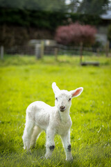 Spring lamb