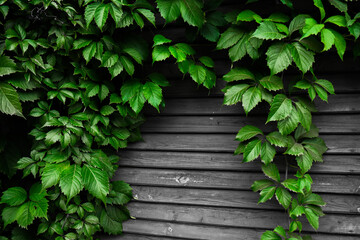 Obraz premium gray wood fence and bright green foliage. Background from wooden boards. Perfect background concept