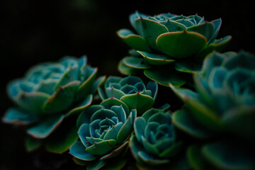 Green and blue succulents on black background. Desert plants. Geometrical plants.