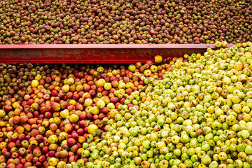 red, and yellow apples piled up and awaiting processing to be turned into cider
