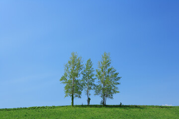 Fototapeta na wymiar 草原の木立