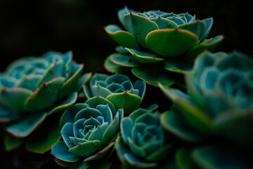 Green and blue succulents on black background. Desert plants. Geometrical plants.