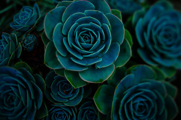 Fototapeta Green and blue succulents on black background. Desert plants. Geometrical plants. obraz